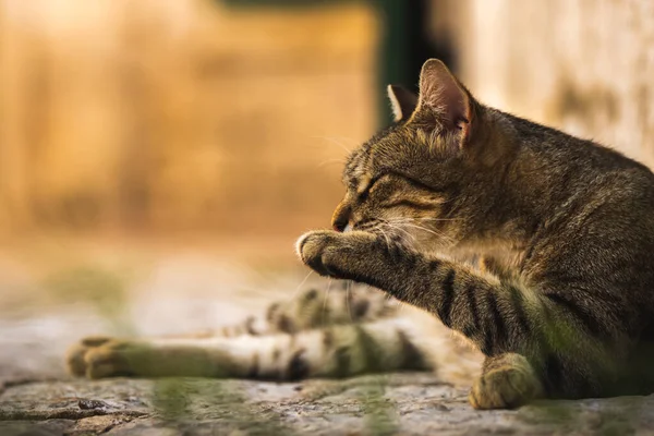 Beroemde Kotor Katten Die Erg Gewend Zijn Aan Mensen Europese — Stockfoto