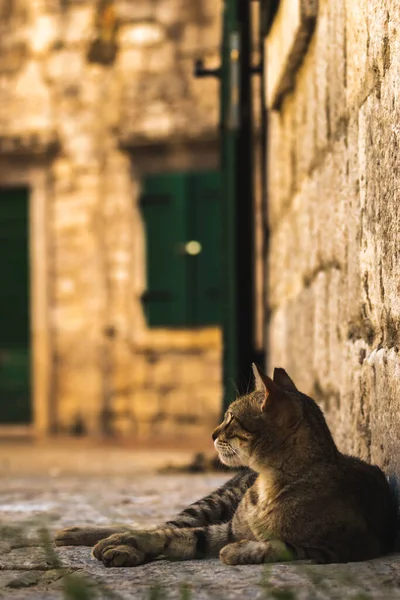 Famosos Gatos Kotor Que Están Muy Acostumbrados Gente Casco Antiguo —  Fotos de Stock