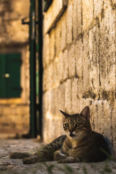 Відомі Котячі Коти Які Дуже Звикли Людей Європейське Старе Місто — стокове фото