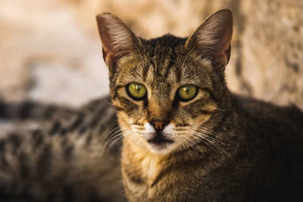 Berühmte Kotor Katzen Die Sehr Menschen Gewöhnt Sind Europäische Altstadt — Stockfoto