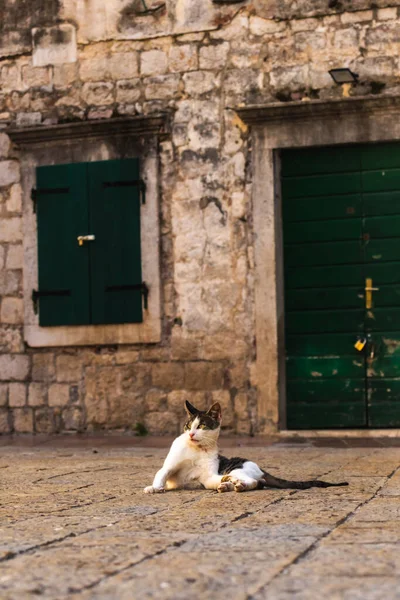 Famous Kotor Cats Who Very Used People European Old Town Stock Image