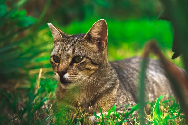 Berühmte Kotor Katzen Die Sehr Menschen Gewöhnt Sind Europäische Altstadt — Stockfoto