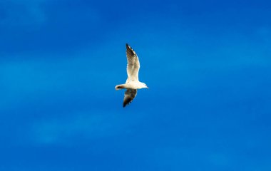 Martı kuşları Karadağ 'ın dağlık Perast kasabasında beslenmek üzere toplandılar