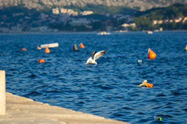 Martı kuşları Karadağ 'ın dağlık Perast kasabasında beslenmek üzere toplandılar