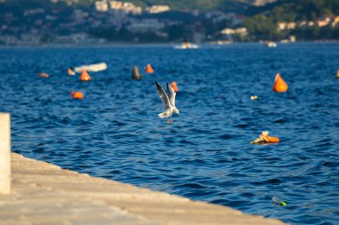 Martı kuşları Karadağ 'ın dağlık Perast kasabasında beslenmek üzere toplandılar