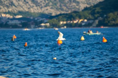Martı kuşları Karadağ 'ın dağlık Perast kasabasında beslenmek üzere toplandılar