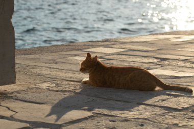 Kediler Karadağ 'ın deniz kentinde yaşıyor, Perast, kuşları ve martıları izle ve denizin ve manzaranın güzelliğinin tadını çıkar.