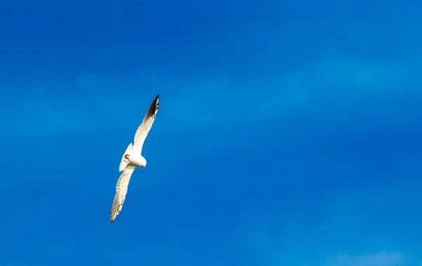 Ptaki Mew Zebrane Karmienia Górskim Miasteczku Perast Czarnogórze — Zdjęcie stockowe
