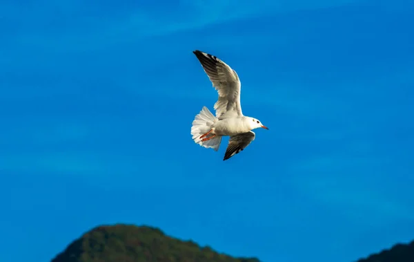 Seagull Birds Gathered Feeding Mountain Town Perast Montenegro — Stock Photo, Image