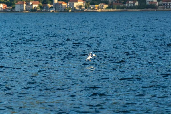 Aves Gaviota Reunieron Para Alimentarse Ciudad Montañosa Perast Montenegro — Foto de Stock