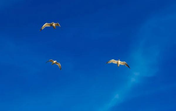 Seagull Birds Gathered Feeding Mountain Town Perast Montenegro — Stock Photo, Image