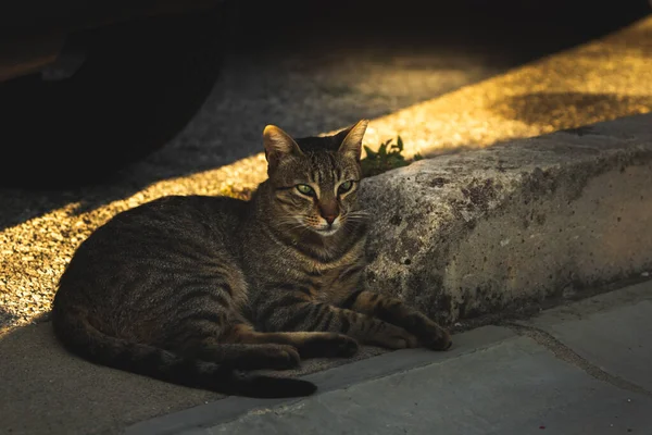 Gatos São Residentes Cidade Mar Montenegro Perast Observar Pássaros Gaivotas — Fotografia de Stock