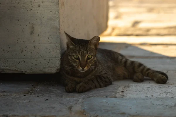 Gatos São Residentes Cidade Mar Montenegro Perast Observar Pássaros Gaivotas — Fotografia de Stock