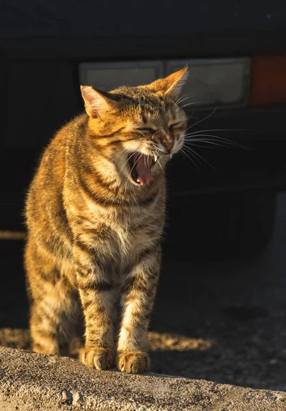 Les Chats Sont Résidents Ville Maritime Monténégro Perast Observez Les — Photo