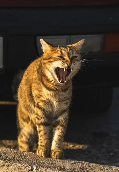 Gatti Sono Residenti Della Città Mare Montenegro Perast Guardare Gli — Foto Stock