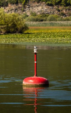 Skadar Gölü Ulusal Parkı, sudaki zambaklar ve su zambakları, parlak güneşli bir gün ve dağlı güzel manzaralar, tekne ve tekne gezisi, Karadağ 'ın doğa ve kuşları, turizm ve seyahat
