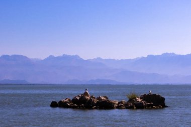 Skadar Gölü Ulusal Parkı, sudaki zambaklar ve su zambakları, parlak güneşli bir gün ve dağlı güzel manzaralar, tekne ve tekne gezisi, Karadağ 'ın doğa ve kuşları, turizm ve seyahat
