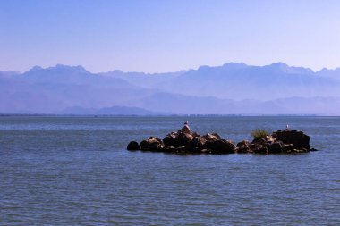 Skadar Gölü Ulusal Parkı, sudaki zambaklar ve su zambakları, parlak güneşli bir gün ve dağlı güzel manzaralar, tekne ve tekne gezisi, Karadağ 'ın doğa ve kuşları, turizm ve seyahat