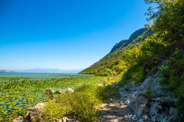 Skadar Gölü Ulusal Parkı, sudaki zambaklar ve su zambakları, parlak güneşli bir gün ve dağlı güzel manzaralar, tekne ve tekne gezisi, Karadağ 'ın doğa ve kuşları, turizm ve seyahat
