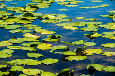 Skadar Gölü Ulusal Parkı, sudaki zambaklar ve su zambakları, parlak güneşli bir gün ve dağlı güzel manzaralar, tekne ve tekne gezisi, Karadağ 'ın doğa ve kuşları, turizm ve seyahat