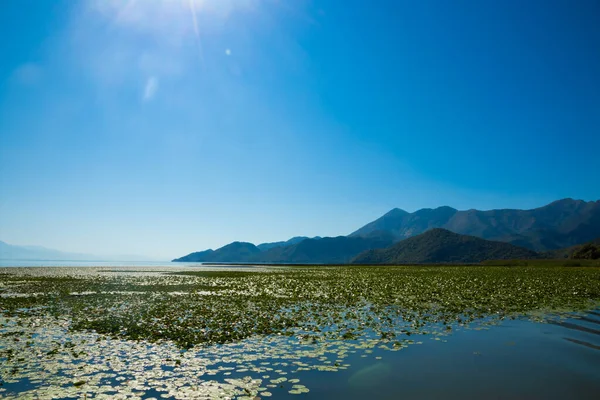 Skadar Gölü Ulusal Parkı, sudaki zambaklar ve su zambakları, parlak güneşli bir gün ve dağlı güzel manzaralar, tekne ve tekne gezisi, Karadağ 'ın doğa ve kuşları, turizm ve seyahat