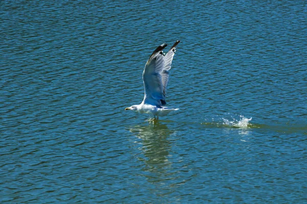 Скадарское Озеро Национальный Парк Лилии Водные Лилии Воде Яркий Солнечный — стоковое фото