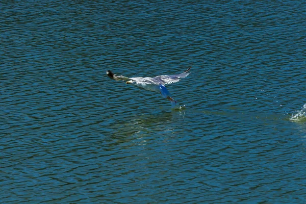 Скадарское Озеро Национальный Парк Лилии Водные Лилии Воде Яркий Солнечный — стоковое фото