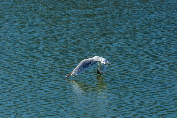 Parque Nacional Del Lago Skadar Lirios Lirios Agua Agua Día — Foto de Stock