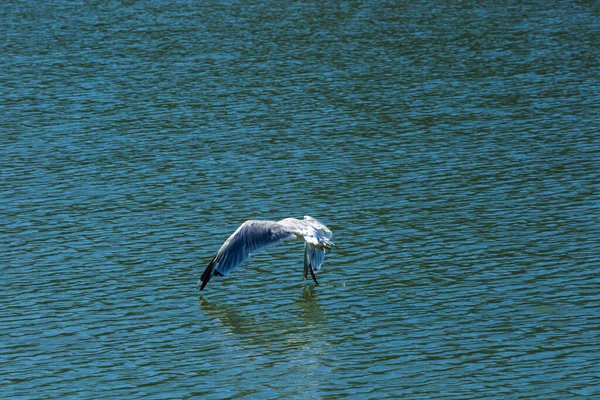 Park Narodowy Skadar Lake Lilie Lilie Wodne Wodzie Jasny Słoneczny — Zdjęcie stockowe