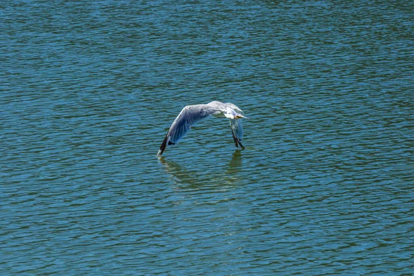 Parque Nacional Del Lago Skadar Lirios Lirios Agua Agua Día — Foto de Stock