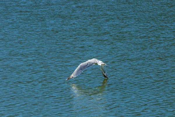 Parc National Lac Skadar Lis Nénuphars Dans Eau Journée Ensoleillée — Photo