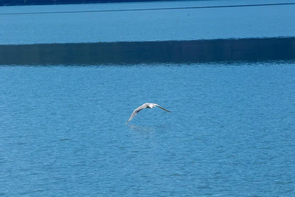 Park Narodowy Skadar Lake Lilie Lilie Wodne Wodzie Jasny Słoneczny — Zdjęcie stockowe