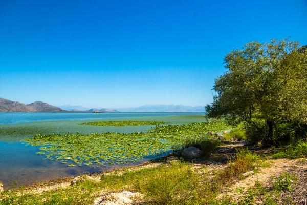 Skadar Gölü Ulusal Parkı, sudaki zambaklar ve su zambakları, parlak güneşli bir gün ve dağlı güzel manzaralar, tekne ve tekne gezisi, Karadağ 'ın doğa ve kuşları, turizm ve seyahat