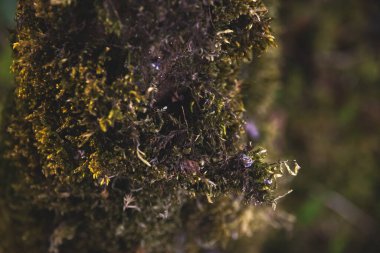 Alacakaranlık vakti Montengero Milli Parkı 'nda ağaçlarda ve taşlarda güzel yosunlar.