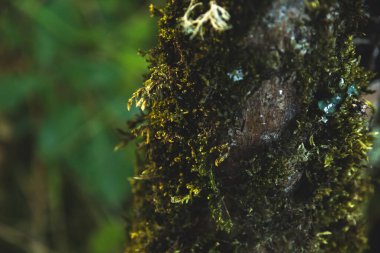 Alacakaranlık vakti Montengero Milli Parkı 'nda ağaçlarda ve taşlarda güzel yosunlar.