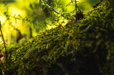 Taş ve ahşap üzerinde güzel yosun, doğanın makrokozmozu ve egzotik bitkiler Montengero Ulusal Parkı
