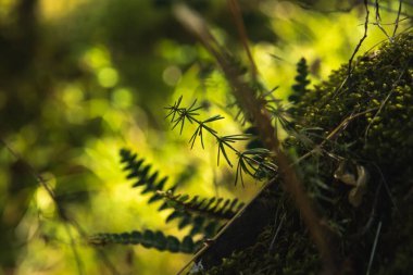 Makro yosun ve güneş ışınları ile güzel bokeh bitkileri, Montengero Ulusal Parkı altında doğanın parlak fotoğrafı