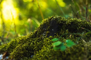 Taş ve ahşap üzerinde güzel yosun, doğanın makrokozmozu ve egzotik bitkiler Montengero Ulusal Parkı