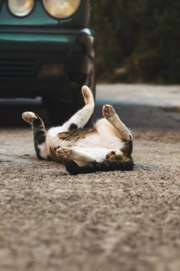 Karadağ 'dan tekir kedisi güneşin altında oynuyor