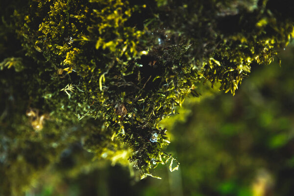Macro natural world, moss on wood and stone, close photo Montengero National Park
