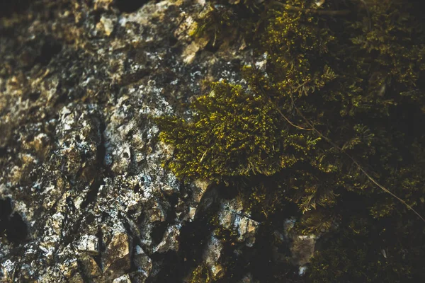 Moss Sobre Uma Pedra Foto Macro Cores Escuras Parque Nacional — Fotografia de Stock