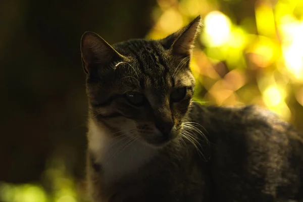見ていると美しい若いふわふわのタビー猫 ボケの背景の自然な設定で肖像画 バックライト付きの日光 — ストック写真
