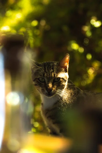 見ていると美しい若いふわふわのタビー猫 ボケの背景の自然な設定で肖像画 バックライト付きの日光 — ストック写真