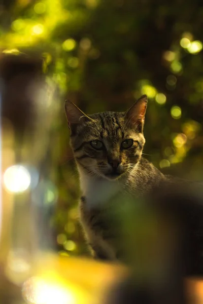 Beautiful Young Fluffy Tabby Cat Staring Look Portrait Natural Setting — Stock Photo, Image