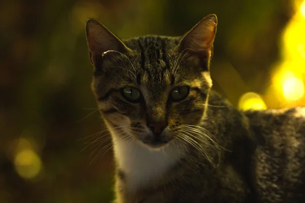 見ていると美しい若いふわふわのタビー猫 ボケの背景の自然な設定で肖像画 バックライト付きの日光 — ストック写真