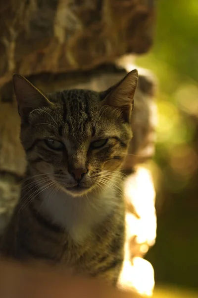 아름답고 솜털같은 고양이 뒤에서 비치는 햇빛을 배경으로 자연의 모습을 — 스톡 사진