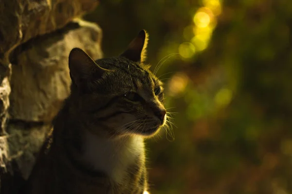 Schöne Junge Flauschige Gestromte Katze Mit Starrem Blick Porträt Einer — Stockfoto