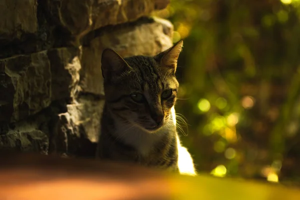 Beautiful Young Fluffy Tabby Cat Staring Look Portrait Natural Setting — Stock Photo, Image