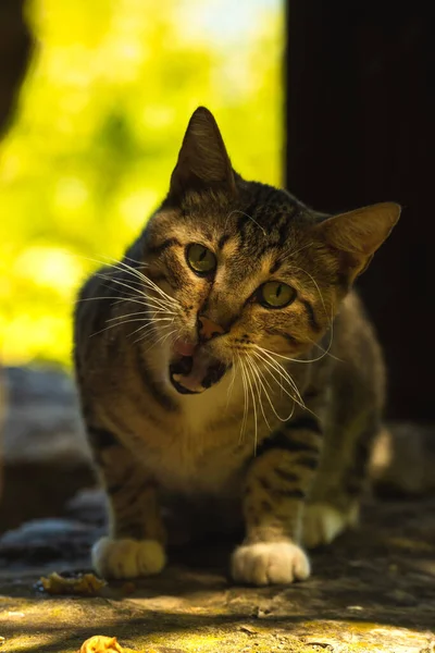 Hermoso Gato Peludo Joven Con Mirada Fija Retrato Entorno Natural —  Fotos de Stock