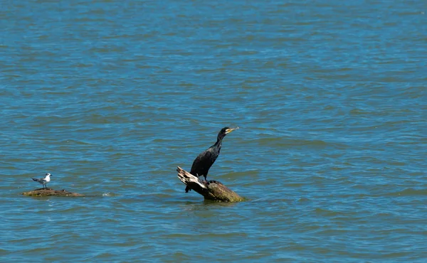 Park Narodowy Skadar Lake Lilie Lilie Wodne Wodzie Jasny Słoneczny — Zdjęcie stockowe